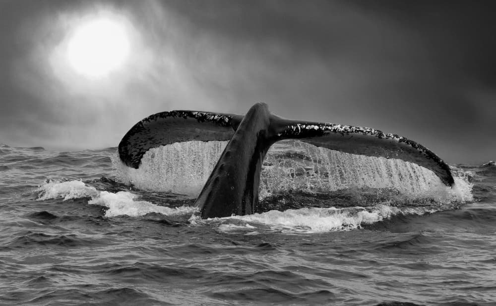 Whale Tail Ocean Dive by Erik Engström — canvas wall art