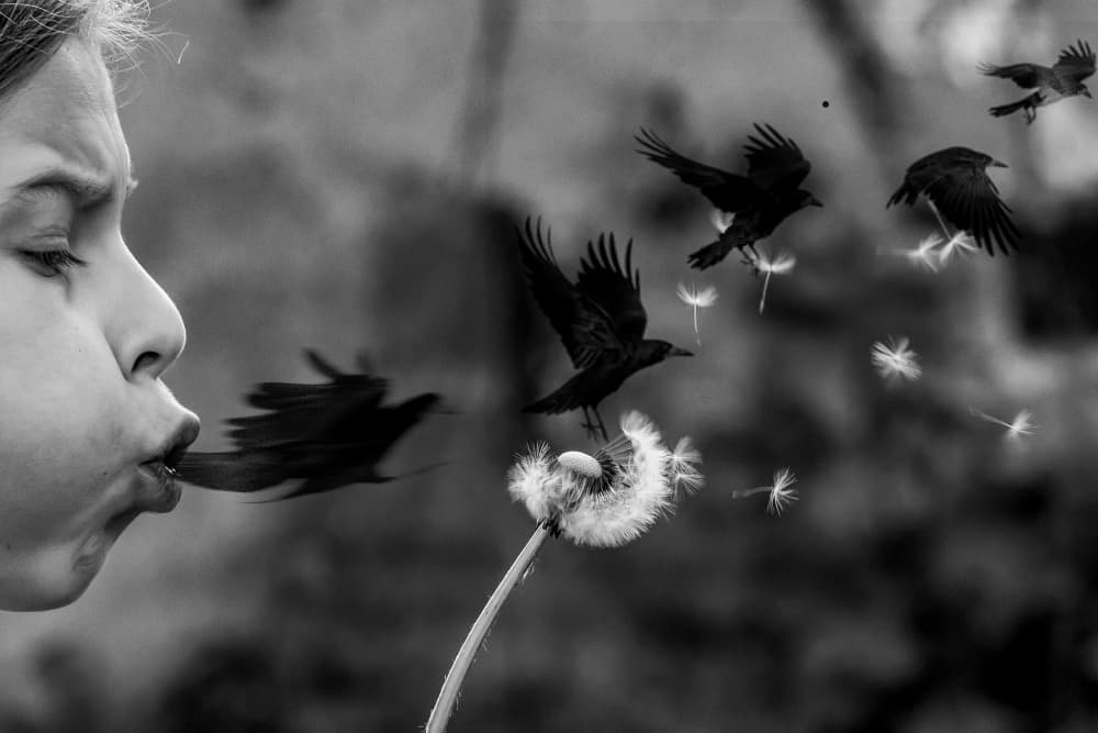 Dandelion Birds Wish by Ciupureanu Dan — canvas wall art