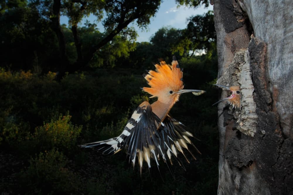 Hoopoe Feeding Chick by Andres Miguel Dominguez — canvas wall art