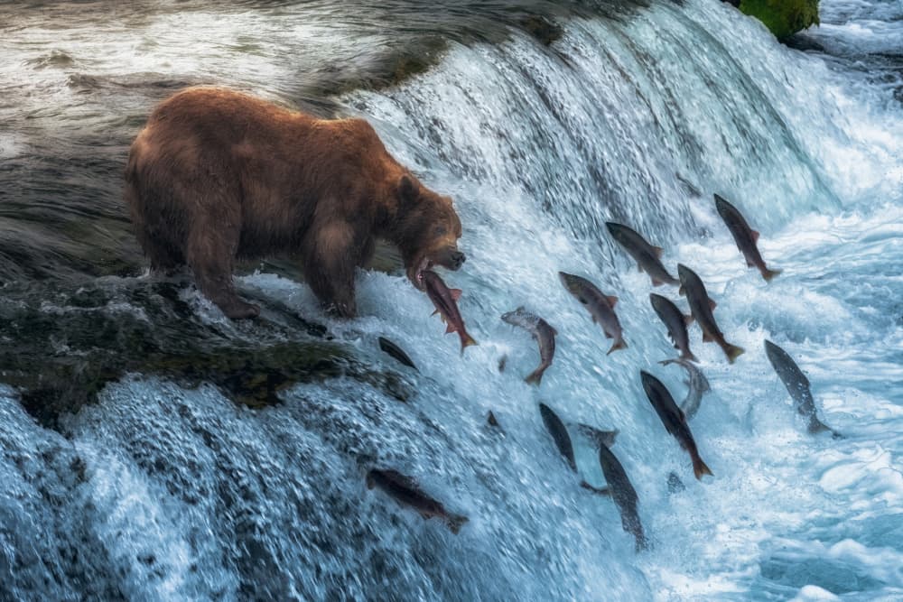 Grizzly Bear Fishing by Ken Liang — canvas wall art
