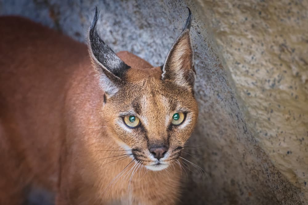 Caracal's Watchful Gaze by Jeffrey C. Sink — canvas wall art