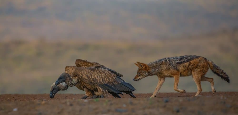 African Vulture Jackal by Peet van den Berg — canvas wall art