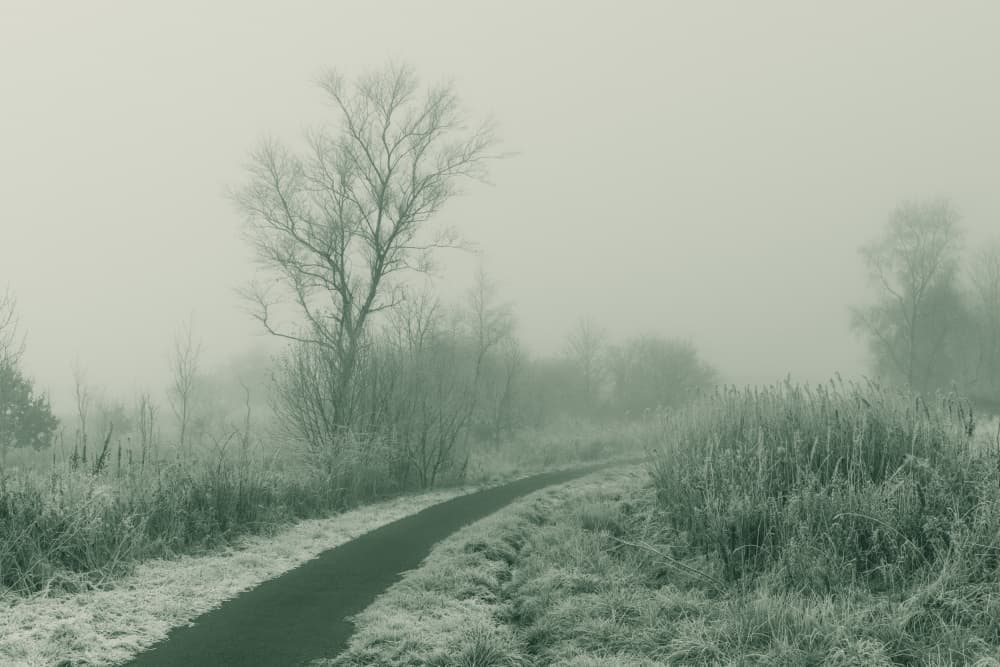 Misty Winter Path by Lynann Colligan — canvas wall art