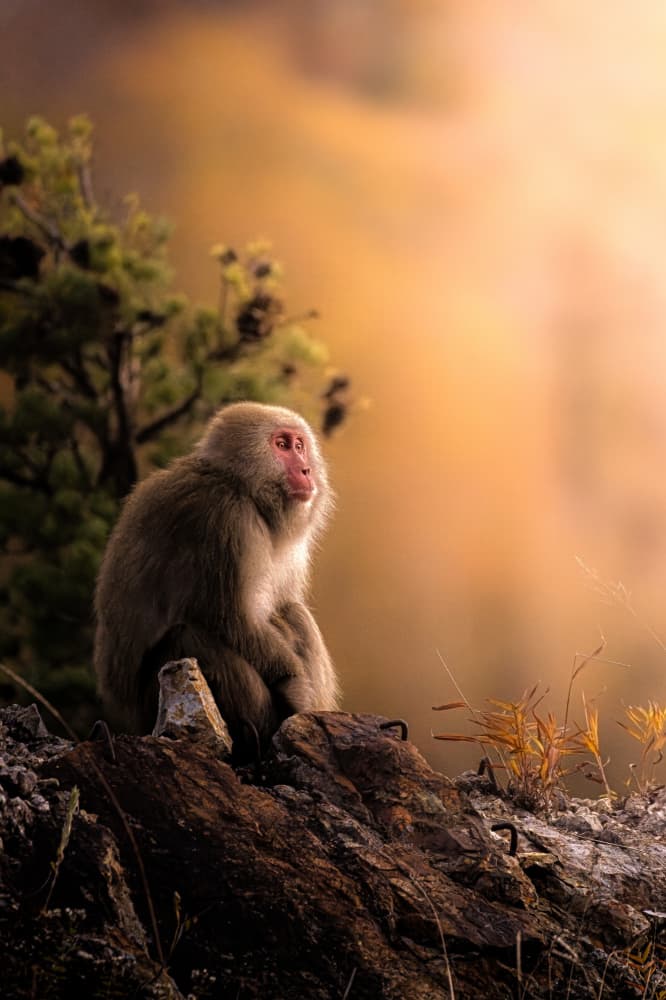 Contemplative Snow Monkey by まちゅばら/Hiroki Matsubara — canvas wall art