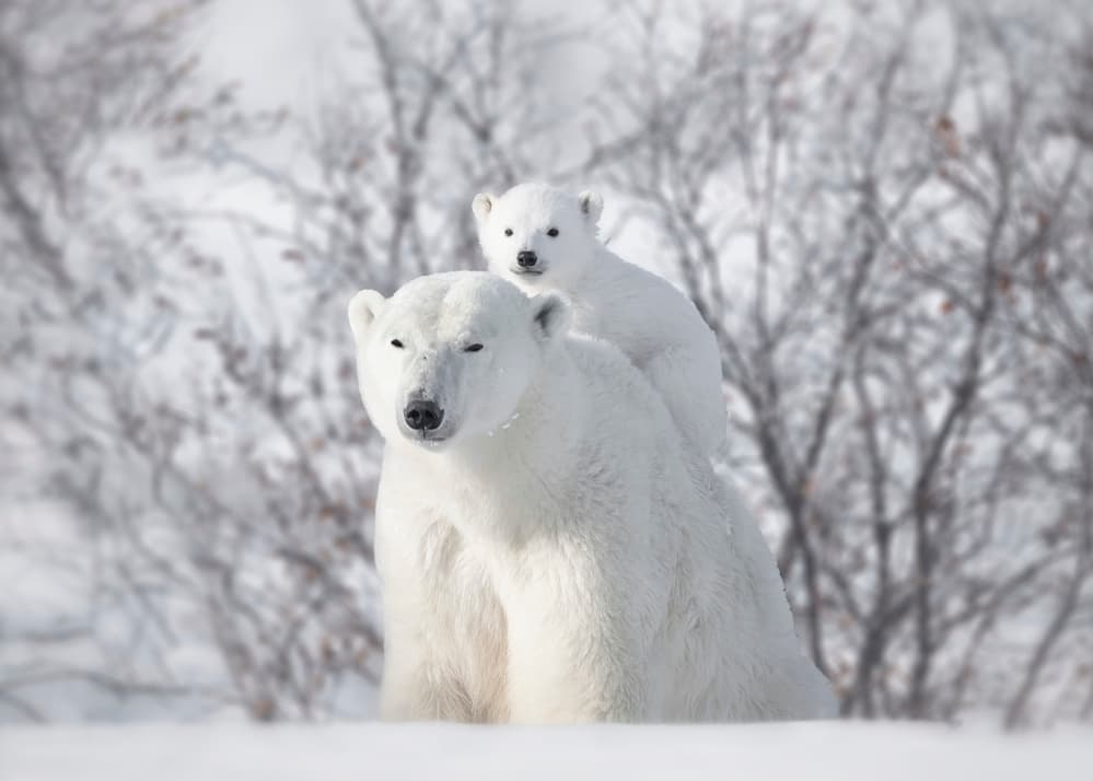 Polar Bear Cub Ride by Fion Wong — canvas wall art