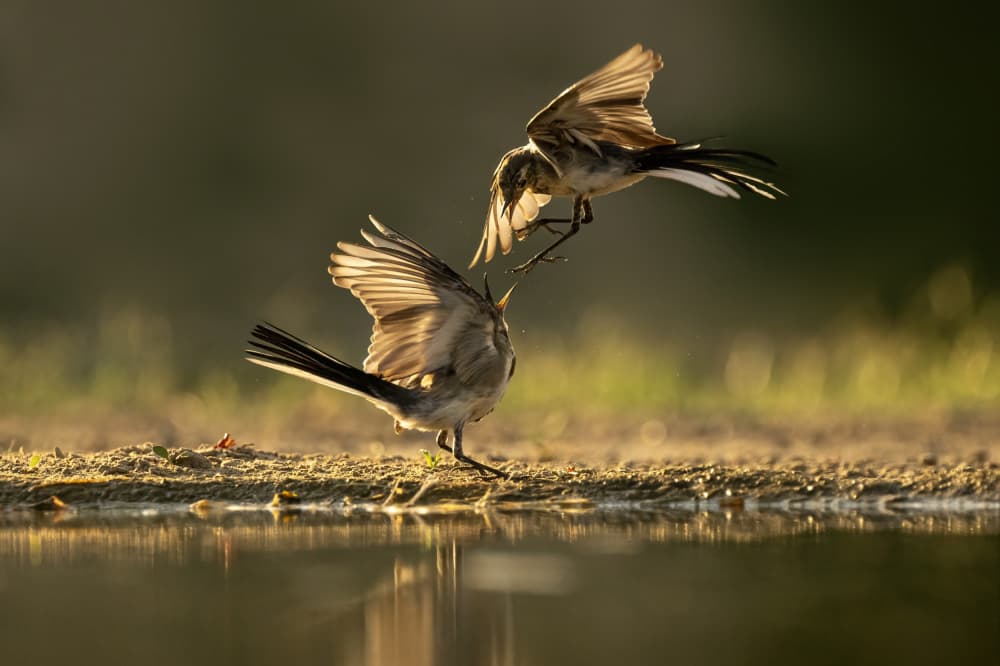 Golden Hour Bird Fight by Rob Li — canvas wall art