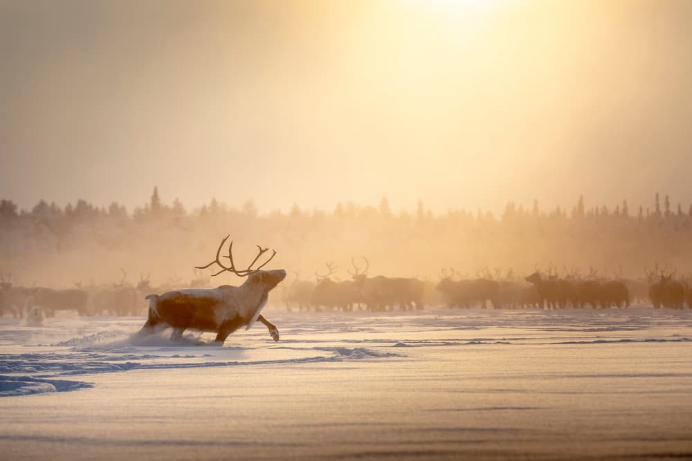 Running Reindeer Golden Light by Patrik Minar — canvas wall art