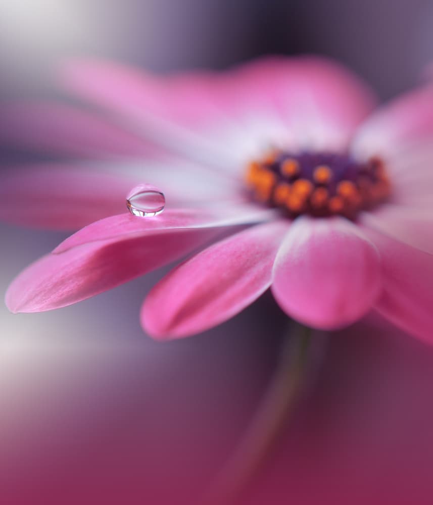 Pink Petal Water Drop by Juliana Nan — canvas wall art
