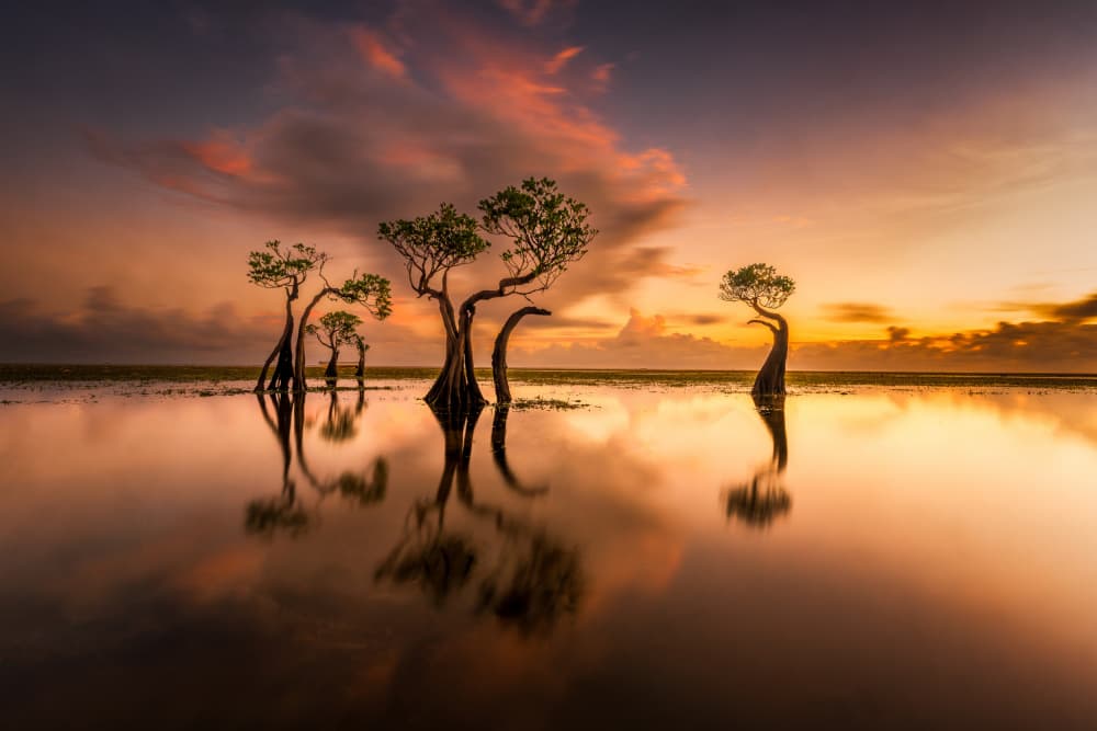 Tranquil Mangrove Sunset by Ling Jiang — canvas wall art