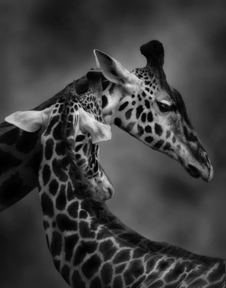 Gentle Giraffe Embrace by Krystina Wisniowska — canvas wall art