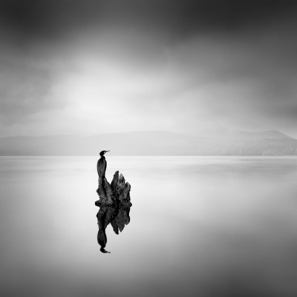 Solitary Bird Reflection by George Digalakis — canvas wall art