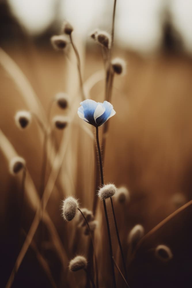 Blooming Serenity by Treechild — canvas wall art