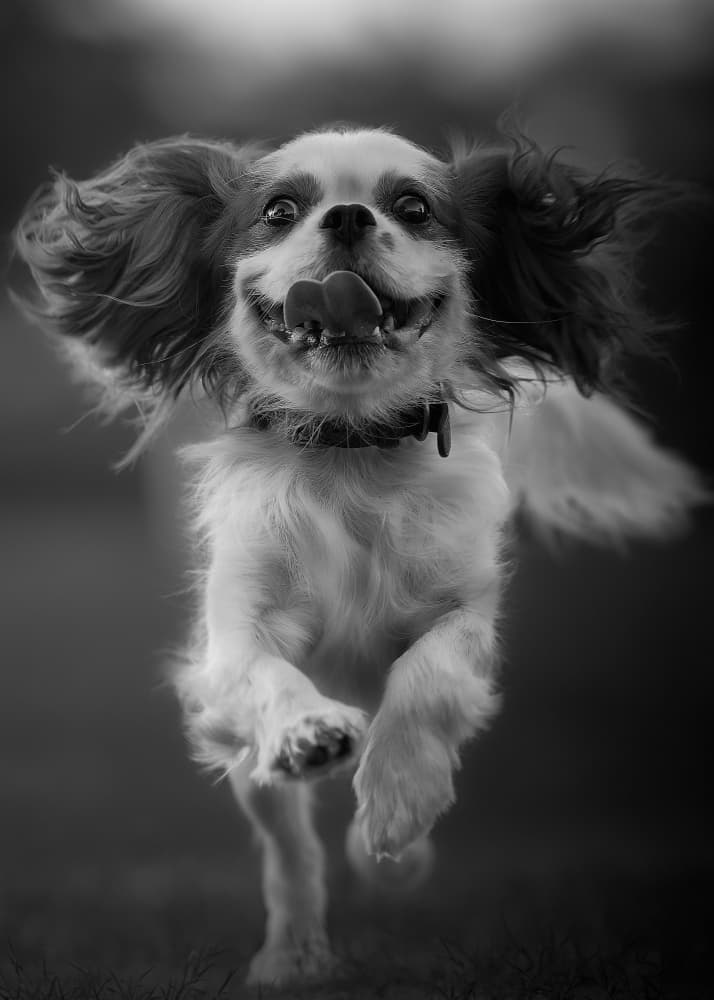 Happy Running Dog by Kaisyakuji Yushi — canvas wall art