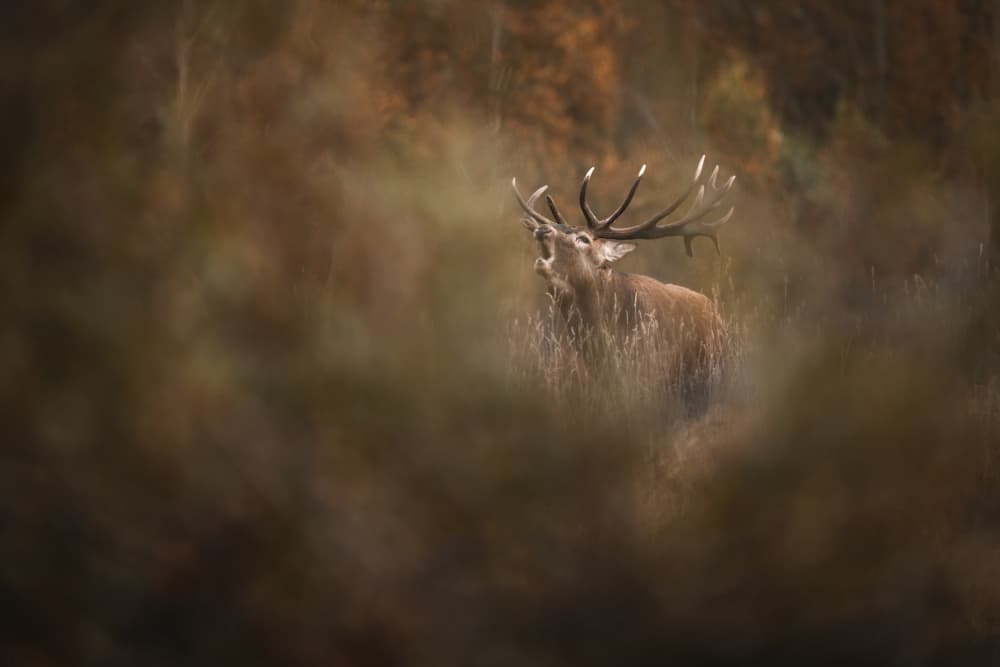 Majestic Stag's Autumn Roar by Olga Rudchenko — canvas wall art