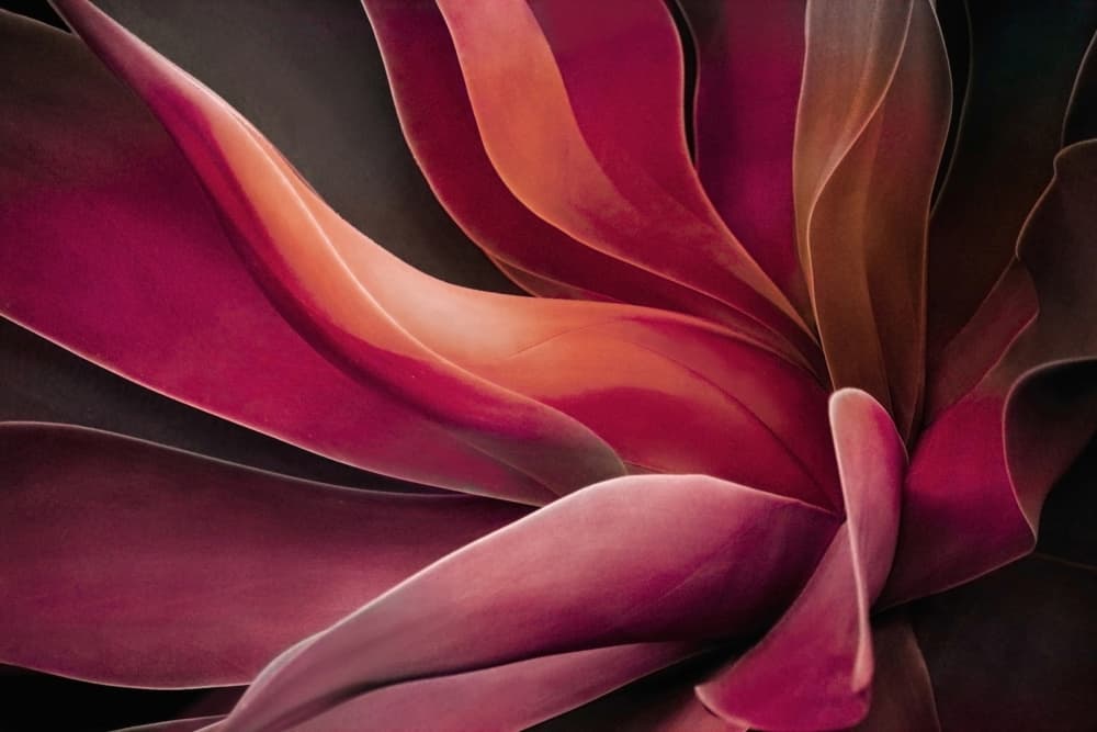 Crimson Succulent Layers by Robin Wechsler — canvas wall art
