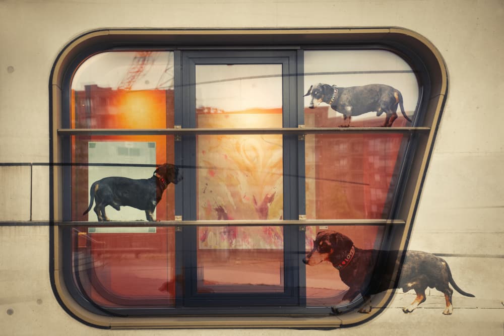Curious Dachshunds Window View by Heike Willers — canvas wall art