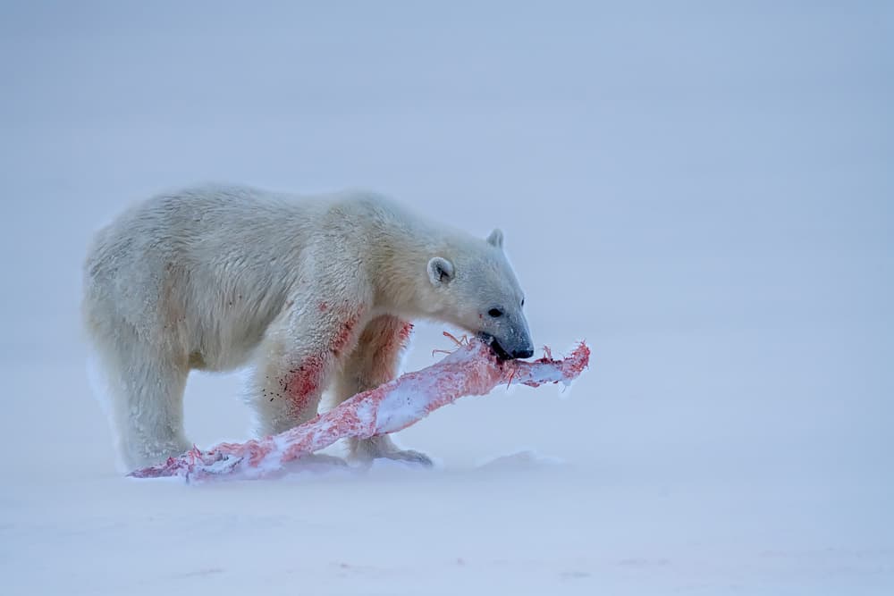 Polar Bear Feeding by Jie Fischer — canvas wall art