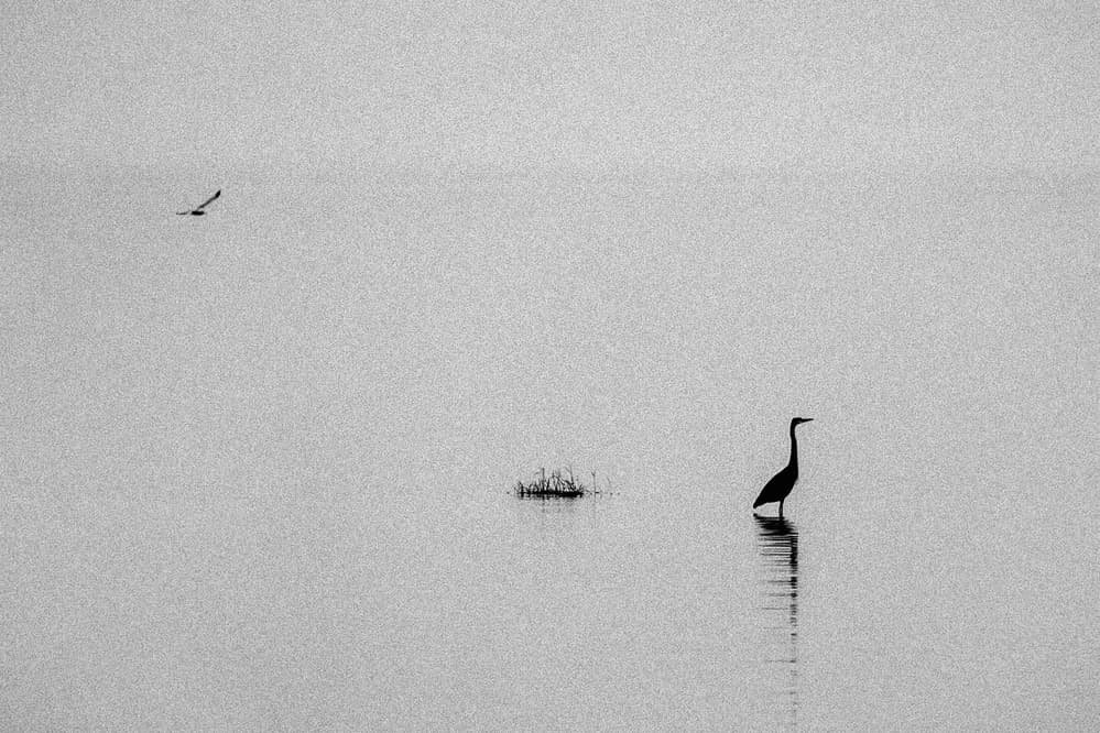 Serene Heron Silhouette by ADIREK M — canvas wall art