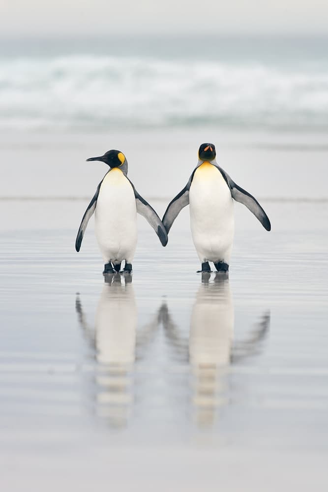 Loving Penguin Couple by Joan Gil Raga — canvas wall art