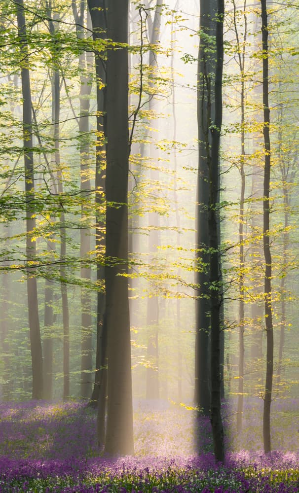 Sunlit Forest Bluebells by Denisa VLAICU — canvas wall art