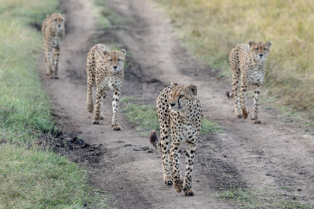 Cheetahs on Safari Path by Alessandro Catta — canvas wall art