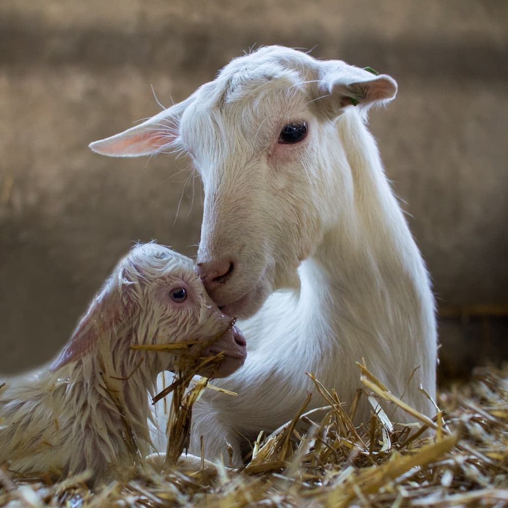 Mama and Baby Goat by Gert van den Bosch — canvas wall art