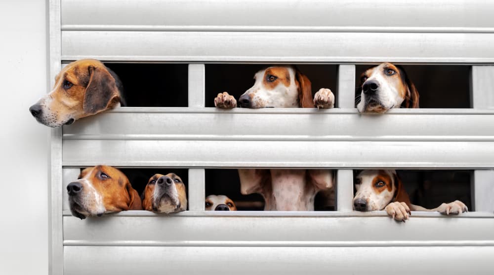 Many Curious Hounds by Catherine Wang — canvas wall art