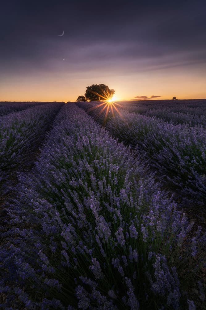 Twilight Lavender Field Sunset by Jorge Ruiz Dueso — canvas wall art