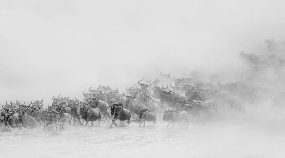 African Migration Crossing by Jennifer Lu — canvas wall art