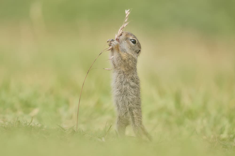 Ground Squirrel Standing Tall by Wiolett — canvas wall art