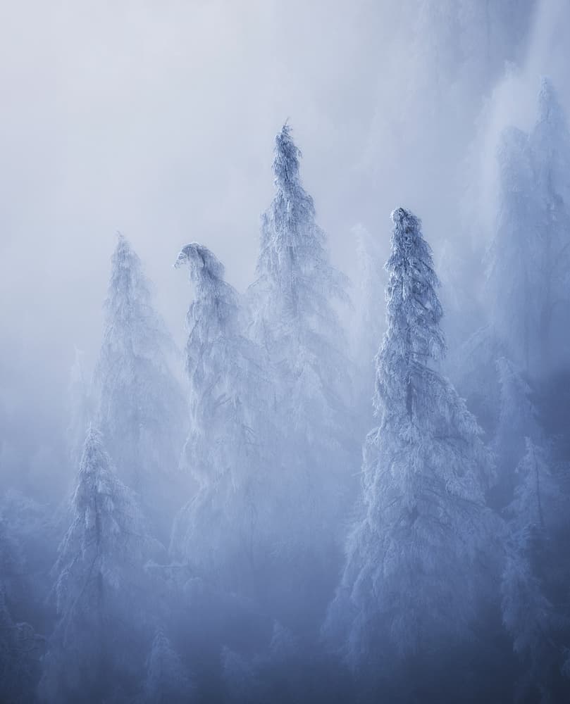 Misty Winter Forest by Ales Krivec — canvas wall art