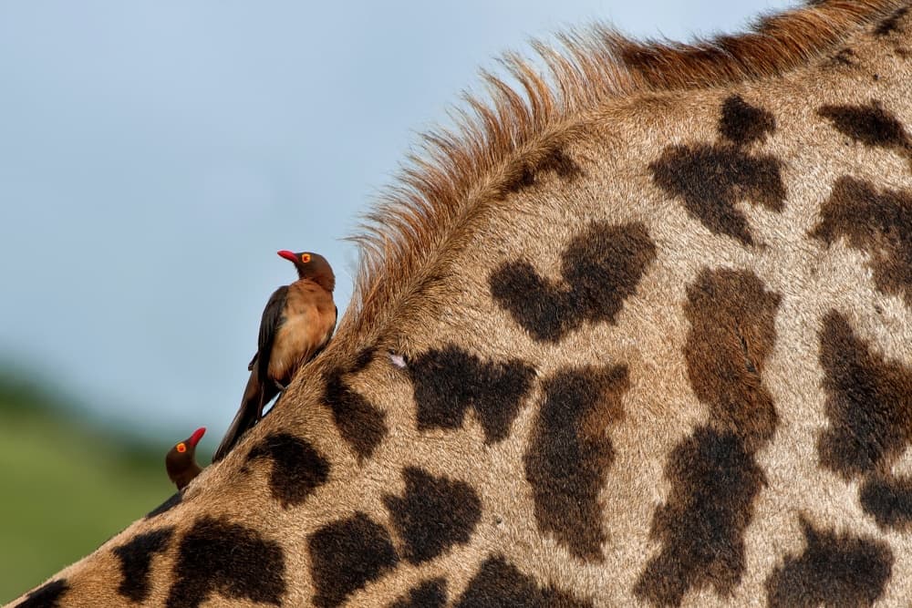 African Giraffe Oxpeckers by Foad Mirzaie — canvas wall art