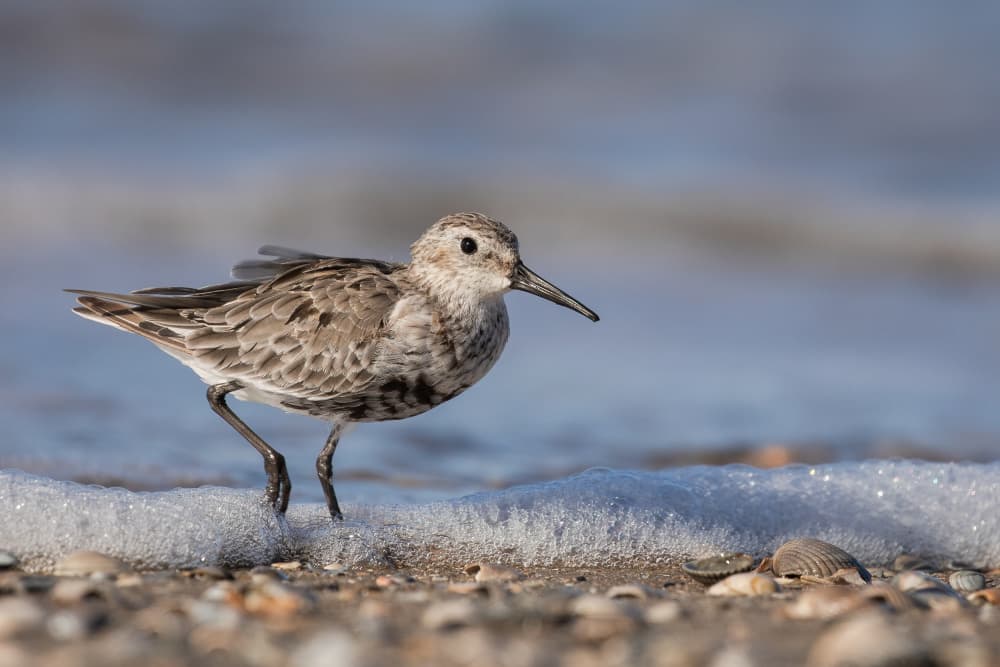 Dunlin on the Beach by Annie Keizer — canvas wall art