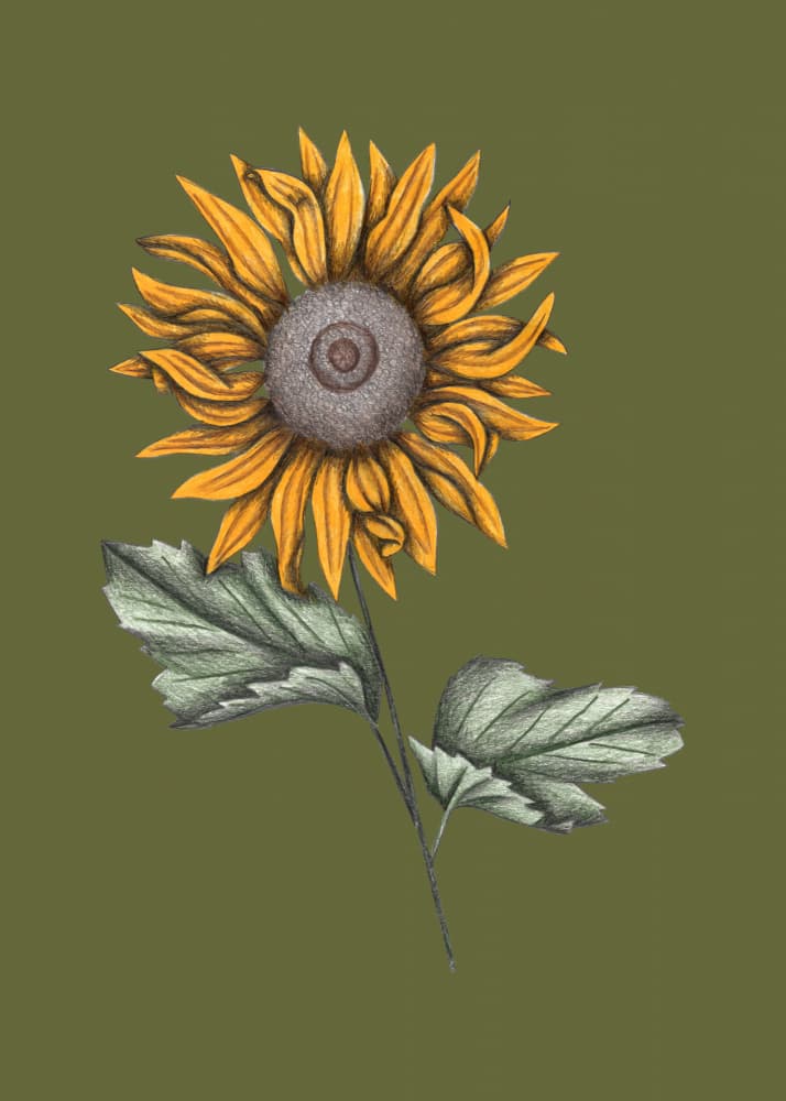 Golden Sunflower Bloom by Cecilia Battaini — canvas wall art