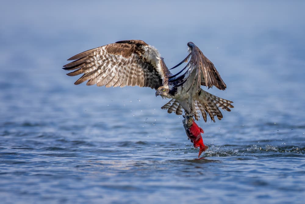 Osprey Salmon Catch by Max Wang — canvas wall art
