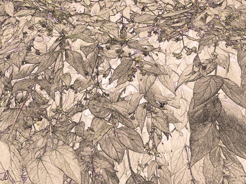 Sepia Botanical Sketch by Santhosh ch — canvas wall art