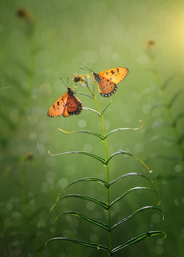Graceful Orange Butterflies by Arief Setiawan — canvas wall art