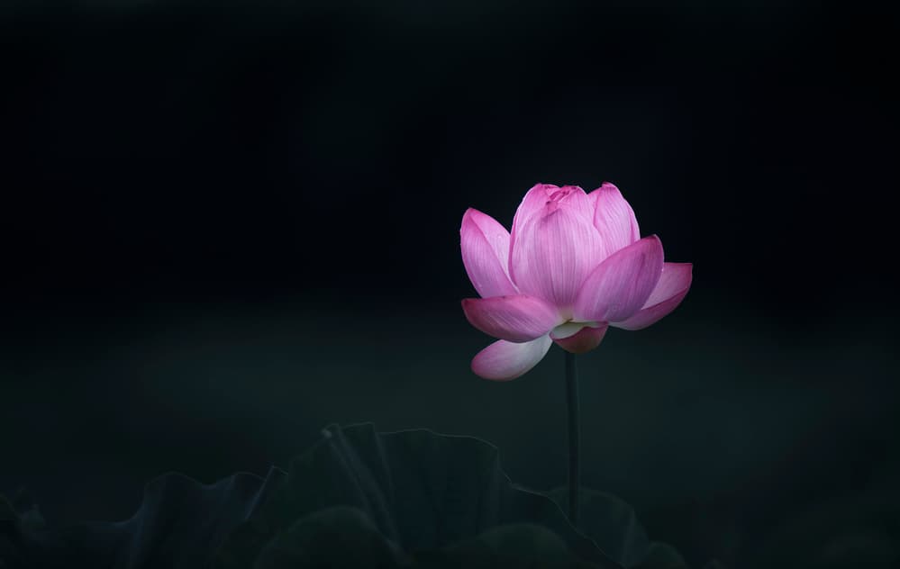 Serene Pink Lotus by Takashi Suzuki — canvas wall art