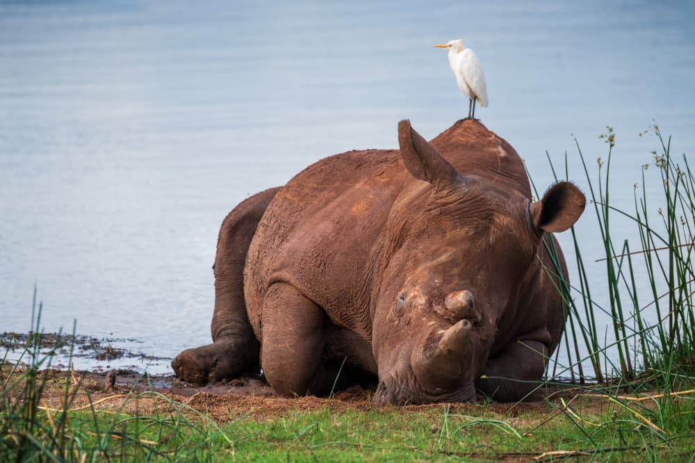 Peaceful Rhino And Egret by Massimo Felici — canvas wall art