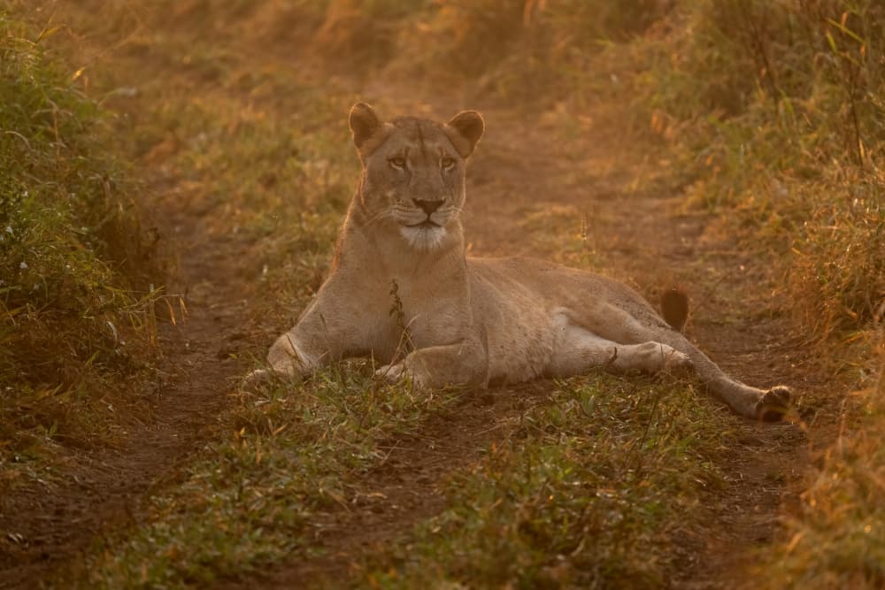 Golden Hour Lioness by Marco Pozzi — canvas wall art