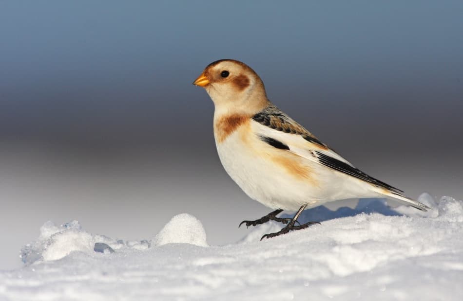 Snow Bunting in Winter by Mircea Costina — canvas wall art