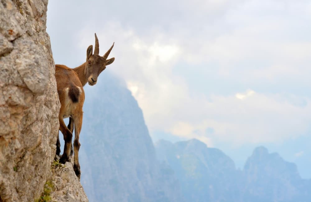 Curious Mountain Goat by Stefano Zocca — canvas wall art
