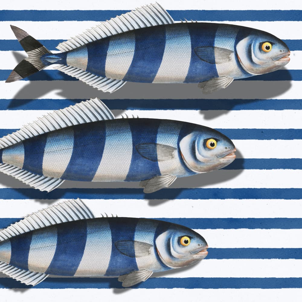 Striped Ocean Fish by Marja van den Hurk — canvas wall art
