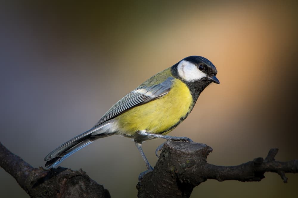 Vibrant Great Tit by Cristiano Giani — canvas wall art