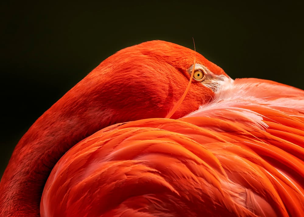 Flamingo's Golden Eye by Annie Poreider — canvas wall art