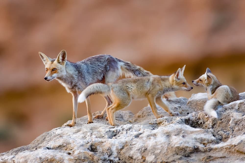 Desert Fox Family by David Manusevich — canvas wall art