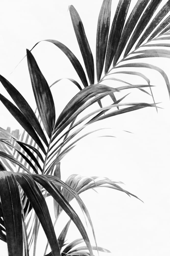 Monochrome Palm Leaves by amini54 — canvas wall art