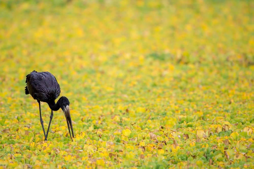African Openbill Foraging by Alessandro Catta — canvas wall art