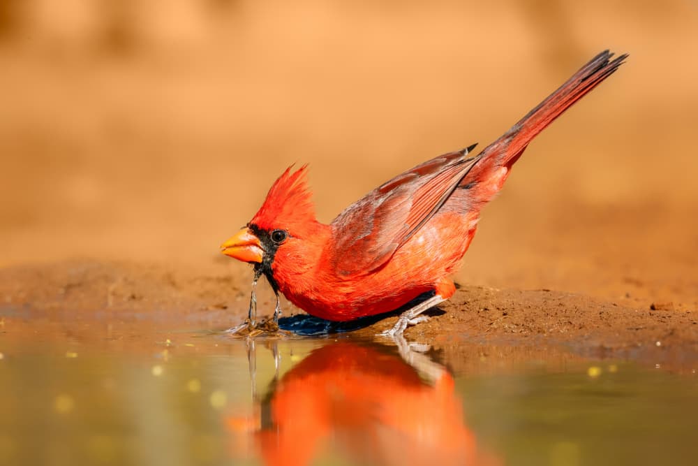 Red Cardinal Drinking Water by Siyu_Wei APA — canvas wall art