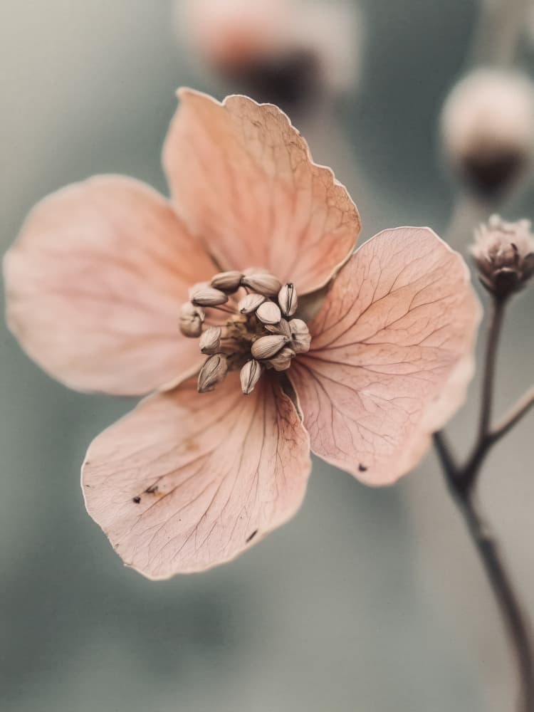 Petal Whisper by Treechild — canvas wall art